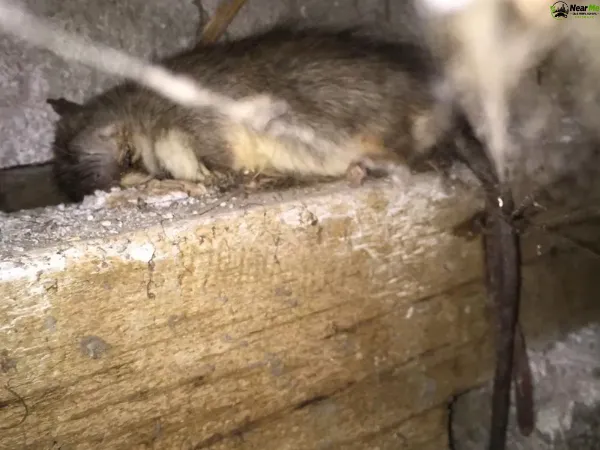 Dead Rat Removal Blacksoil